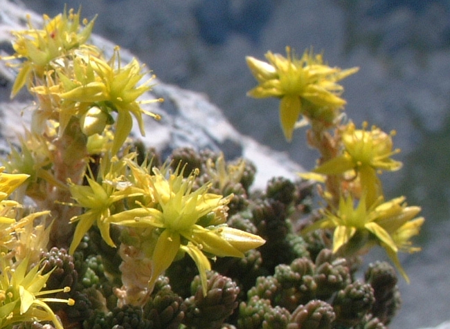 sedum? - Sedum cfr.acre